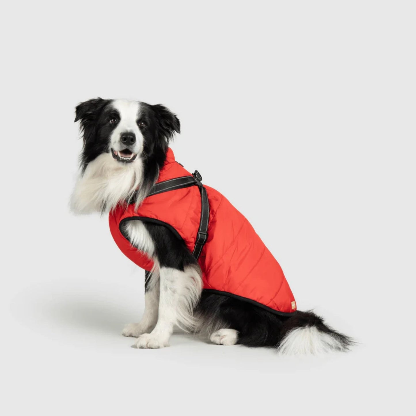 DoggyKings™ koiran takki valjailla – Vedenpitävä ja lämmin (3-in-1-muotoilu)
